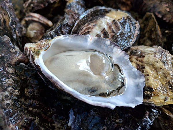 Eyre Shellfish - Large, fresh oysters from Cowell, Franklin Harbour, South Australia